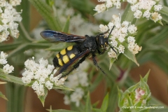 Megascolia maculata