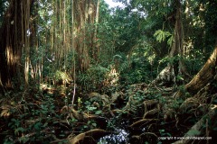 Cahuita