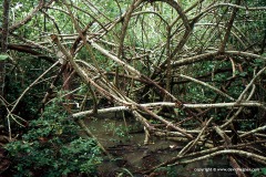 Cahuita