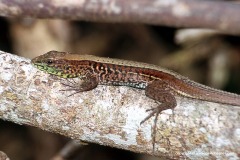 Ameiva quadrilineata