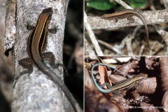 Ameiva quadrilineata