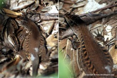 Ameiva undulata