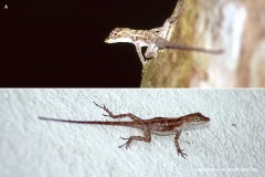 Anolis humilis