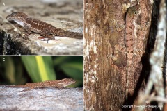 Anolis cristatellus