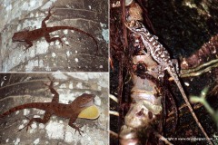 Anolis lemurinus