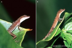 Anolis limifrons