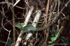 Basiliscus plumifron