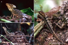 Basiliscus vittatus