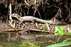 Caiman crocodilus