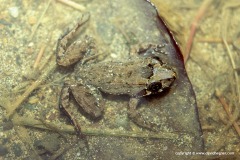 Craugastor ranoides