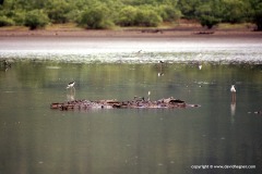 Crocodylus acutus