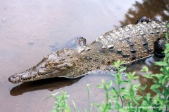 Crocodylus acutus