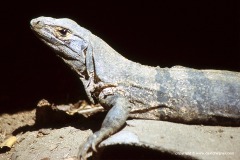 Ctenosaura similis