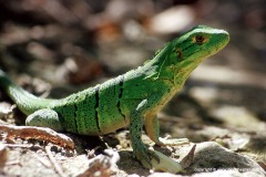 Ctenosaura similis