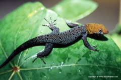 Gonatodes albogularis