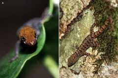 Gonatodes albogularis