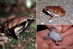 Hypopachus variolosus