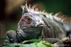 Iguana iguana