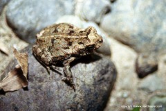 Incilius coccifer