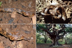 Leptodeira annulata