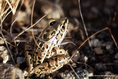 Lithobates forreri