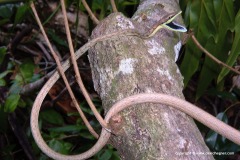 Oxybelis aeneus