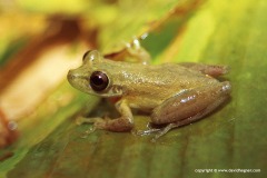 Scinax elaeochrous