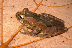 Smilisca cf. sordida