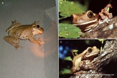 Trachycephalus typhonius