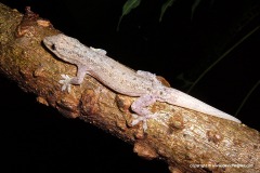 Hemidactylus frenatus
