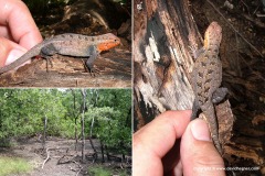 Sceloporus variabilis