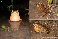 Incilius melanochlorus