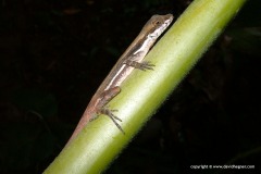 Anolis oxylophus