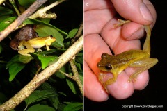 Scinax elaeochrous