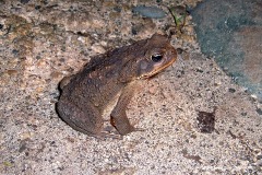 Rhinella marina