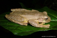 Smilisca sp.