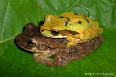 Smilisca phaeota/sordida