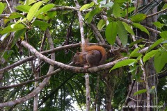 Sciuridae sp.
