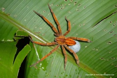Araneae sp.