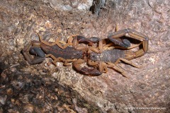 Centruroides sp.