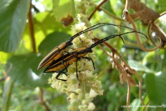 Coleoptera sp.