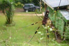 Nephila sp.