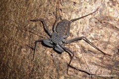 Amblypygi sp.