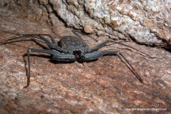 Amblypygi sp.