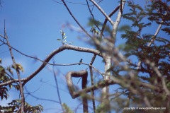 Trochilidae sp.