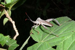 Heteroptera sp.