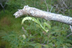 Mantidae sp.