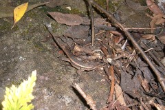 Sceloporus variabilis