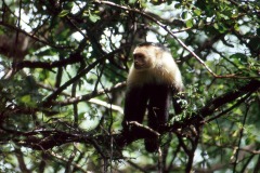 Cebus capucinus