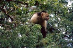 Cebus capucinus